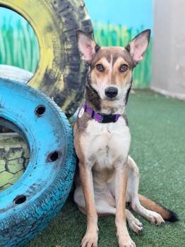 Twila -  Shepherd Dog for Adoption in Phoenix, Arizona - Twila | PetCurious