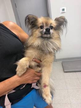 26-0655D -  Pomeranian Dog for Adoption in Sorrento, Louisiana - 26-0655D | PetCurious