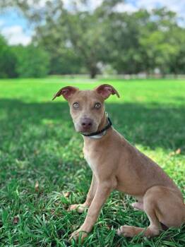 Rescue Labrador Retriever and Mixed Breed Dogs for Adoption in Aiken, South Carolina - Remi | PetCurious