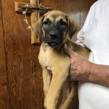 4 ADORABLE MASTIFF-MIX PUPPIES -  Mastiff and Labrador Retriever Dog for Adoption - 4 ADORABLE MASTIFF-MIX PUPPIES | PetCurious
