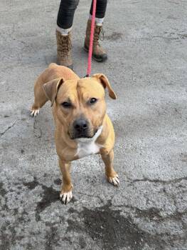 Bodhi (Foster Needed) -  Pit Bull Terrier Dog for Adoption in Westwood, New Jersey - Bodhi (Foster Needed) | PetCurious
