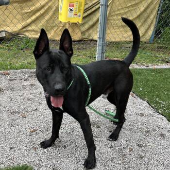 German Shepherd Dog and Cane Corso Dogs Available for Adoption in Newport, North Carolina - Dozer | PetCurious