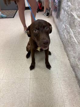 CARINA -  Labrador Retriever Dog Available for Adoption in Sugar Land, Texas - CARINA | PetCurious