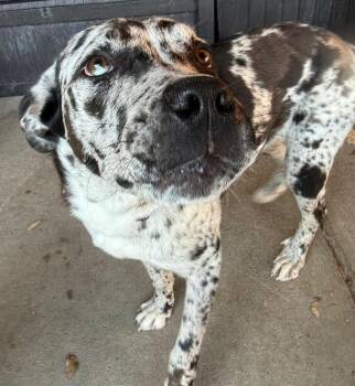 Mixed Breed Dogs Available for Adoption - Cookie | PetCurious