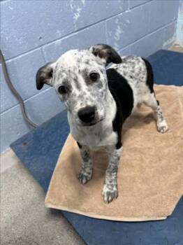*KANGA -  Australian Cattle Dog Blue Heeler Dog for Adoption in Woodland, California - *KANGA | PetCurious