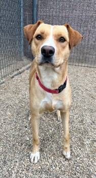 Mya -  Pit Bull Terrier and Labrador Retriever Dog for Adoption in Gillette, Wyoming - Mya | PetCurious