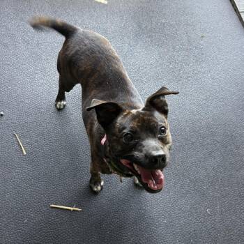 Cleo -  Feist Dog for Adoption in Waynesville, North Carolina - Cleo | PetCurious
