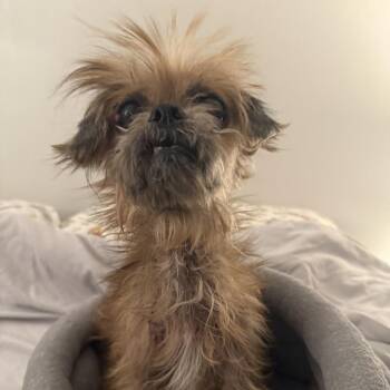 Shih Tzu and Mixed Breed Dogs Available for Adoption in Medford Lakes, New Jersey - Dumplin | PetCurious