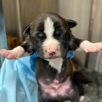 Mixed Breed Dogs Available for Adoption in Bentonville, Arkansas - Lemon | PetCurious