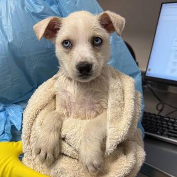 Jeff -  Shepherd and Mixed Breed Dog for Adoption in San Antonio, Texas - Jeff | PetCurious