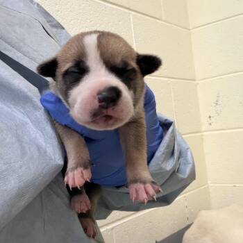 Dodger -  Husky and Mixed Breed Dog for Adoption in Charlottesville, Virginia - Dodger | PetCurious