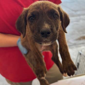 Harper -  Shepherd Dog Available for Adoption in Birmingham, Alabama - Harper | PetCurious