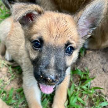 Orlando -  Shepherd and Mixed Breed Dog for Adoption in Pelham, New Hampshire - Orlando | PetCurious