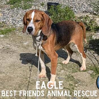 Eagle -  Beagle Dog for Adoption in Wasilla, Alaska - Eagle | PetCurious