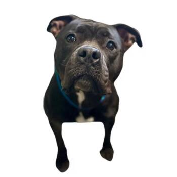 Birdie -  Pit Bull Terrier Dog for Adoption in Red Bluff, California - Birdie | PetCurious