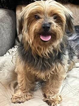 Yorkshire Terrier Dogs Available for Adoption in Manchester, Tennessee - Marley | PetCurious