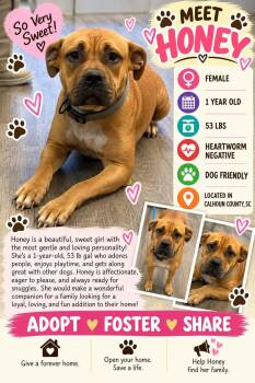 HONEY -  Mastiff and Boxer Dog for Adoption in Holbrook, New York - HONEY | PetCurious