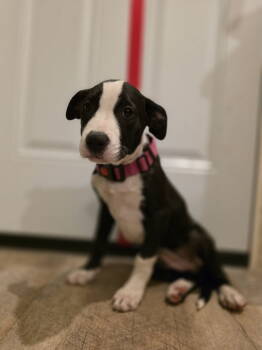 Rescue Terrier Dogs for Adoption in New London, Wisconsin - Hazebelle | PetCurious