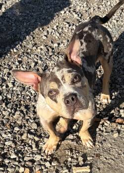 Piper -  French Bulldog Dog for Adoption in Mckeesport, Pennsylvania - Piper | PetCurious