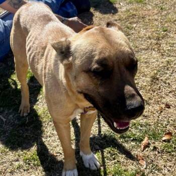 Shepherd Dogs Available for Adoption in Yuma, Arizona - Winnie | PetCurious