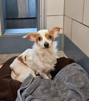 Baxter -  Terrier and Mixed Breed Dog for Adoption in Disputanta, Virginia - Baxter | PetCurious