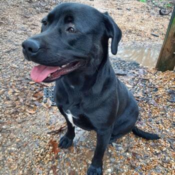 Rescue Pit Bull Terrier and Labrador Retriever Dogs for Adoption in Madison, Mississippi - Lady | PetCurious