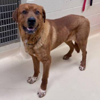 Mixed Breed Dogs Available for Adoption - Clifford | PetCurious