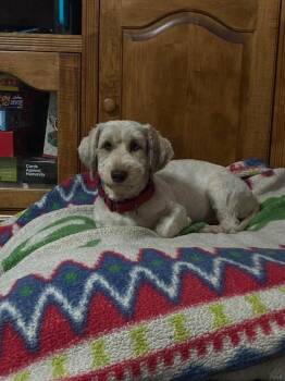Albert -  Aussiedoodle and Poodle Dog for Adoption in Southington, Connecticut - Albert | PetCurious