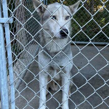 Polar -  Husky Dog for Adoption in Waynesburg, Pennsylvania - Polar | PetCurious