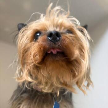 Darla -  Yorkshire Terrier Dog for Adoption in Harrisonburg, Virginia - Darla | PetCurious