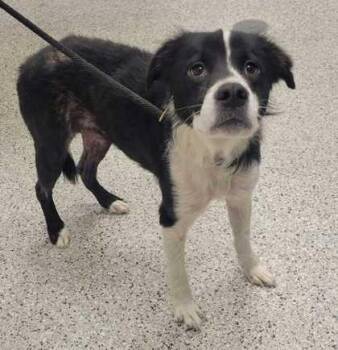 Cal Bradford -  Mixed Breed Dog for Adoption in Kansas City, Missouri - Cal Bradford | PetCurious
