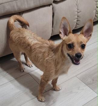 Serenity -  Wirehaired Terrier and Chihuahua Dog for Adoption in Temple, Texas - Serenity | PetCurious