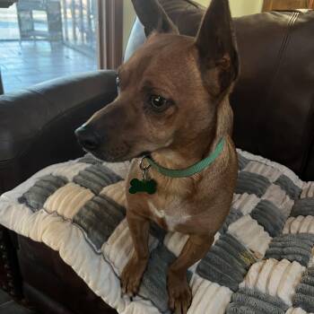 Dachshund and Chihuahua Dogs Available for Adoption - Jack | PetCurious