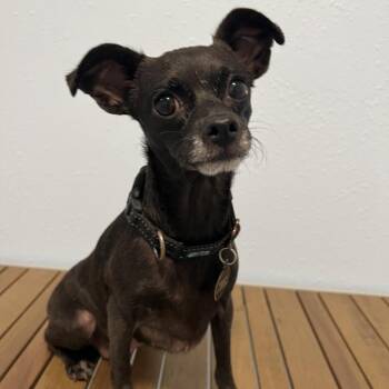Agnus - Costa Mesa Location -  Chihuahua and Mixed Breed Dog for Adoption in Chino Hills, California - Agnus - Costa Mesa Location | PetCurious