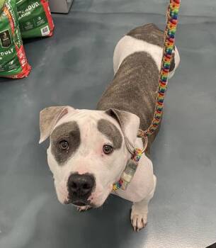 Whisper -  Mixed Breed Dog for Adoption - Whisper | PetCurious