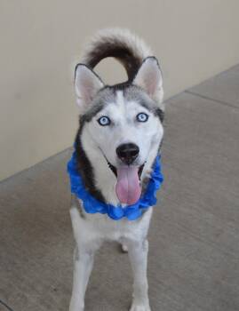 Bella -  Husky Dog for Adoption in Mckinney, Texas - Bella | PetCurious
