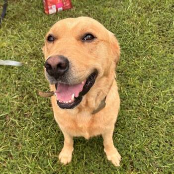 Golden Retriever and Labrador Retriever Dogs Available for Adoption - Covey | PetCurious