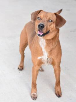 Finn (AVAILABLE 8/31) -  Mixed Breed Dog for Adoption in Leverett, Massachusetts - Finn (AVAILABLE 8/31) | PetCurious