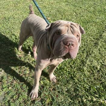 Rex -  Shar Pei Dog for Adoption in Lake Jackson, Texas - Rex | PetCurious