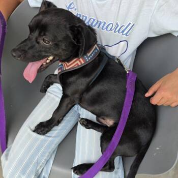 Firework Rocky -  Mixed Breed Dog for Adoption in Greensboro, North Carolina - Firework Rocky | PetCurious