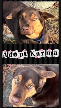 German Shepherd Dog Dogs Available for Adoption - Karma | PetCurious
