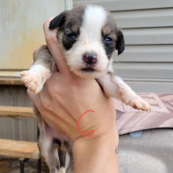 Australian Shepherd and Australian Cattle Dog Blue Heeler Dogs Available for Adoption in Marshall, Texas - Aspen | PetCurious