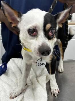MELVIN -  Chihuahua Dog for Adoption - MELVIN | PetCurious