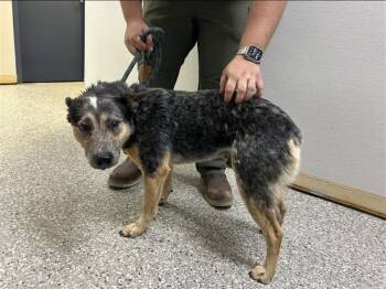Rescue Australian Cattle Dog Blue Heeler Dogs for Adoption in Lakewood Ranch, Florida - Archie | PetCurious