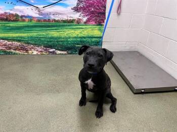 SAVE ME PLEASE Ms. Wiggles - IDA552409 -  Pit Bull Terrier Dog for Adoption in San Marcos, California - SAVE ME PLEASE Ms. Wiggles - IDA552409 | PetCurious