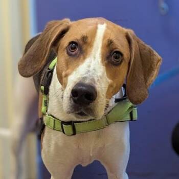 Alabama -  Hound and Mixed Breed Dog for Adoption in Richmond, Virginia - Alabama | PetCurious