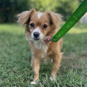 Alexa Bliss -  Pomeranian and Mixed Breed Dog for Adoption in Merriam, Kansas - Alexa Bliss | PetCurious