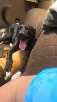 Rescue Labrador Retriever Dogs for Adoption in Irwin, Pennsylvania - Max | PetCurious