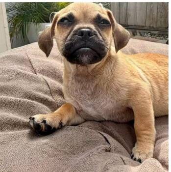 Billy -  Pug Dog for Adoption in Larkfield-wikiup, California - Billy | PetCurious