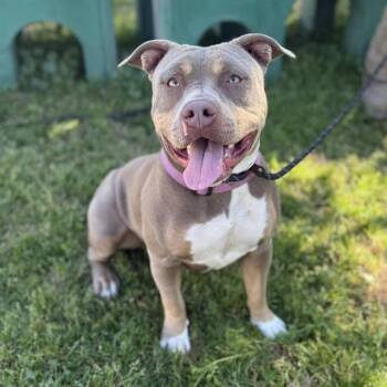 Pit Bull Terrier Dogs Available for Adoption - NILA | PetCurious
